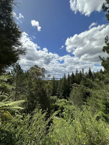 10 Best Forest Trails in Bay of Plenty