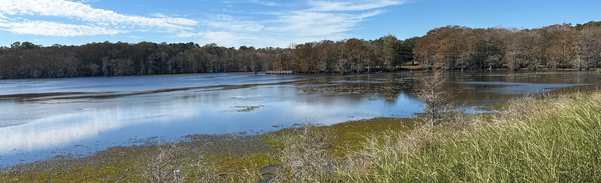 Lake Chicot Loop Trail 164 Reviews, Map Louisiana AllTrails