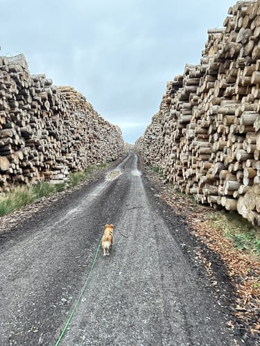 Evenkopf Rundweg A7