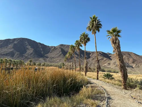 10 Best Hikes and Trails in Mojave National Preserve | AllTrails