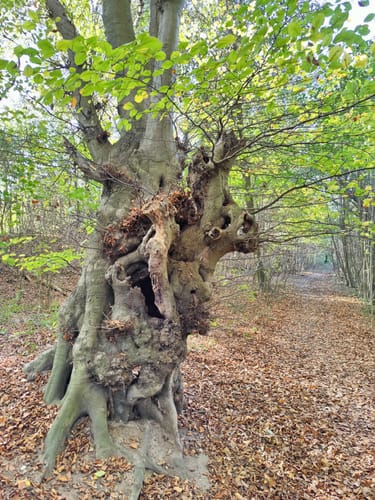 Wegberg nach Rickelrath