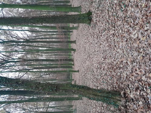 R 05: Durch die Baumberge zwischen Billerbeck und Nottuln