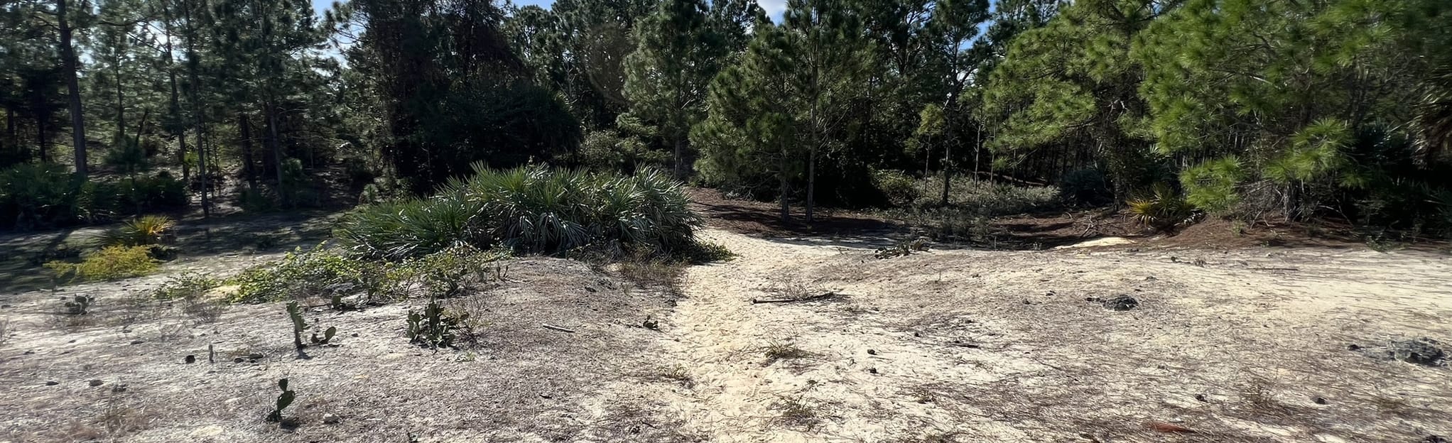 High Ridge Scrub Loop, Florida - 47 Reviews, Map | AllTrails