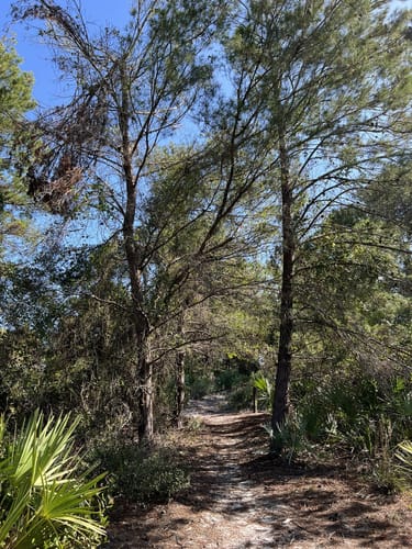 Best Hikes and Trails in High Ridge Scrub | AllTrails