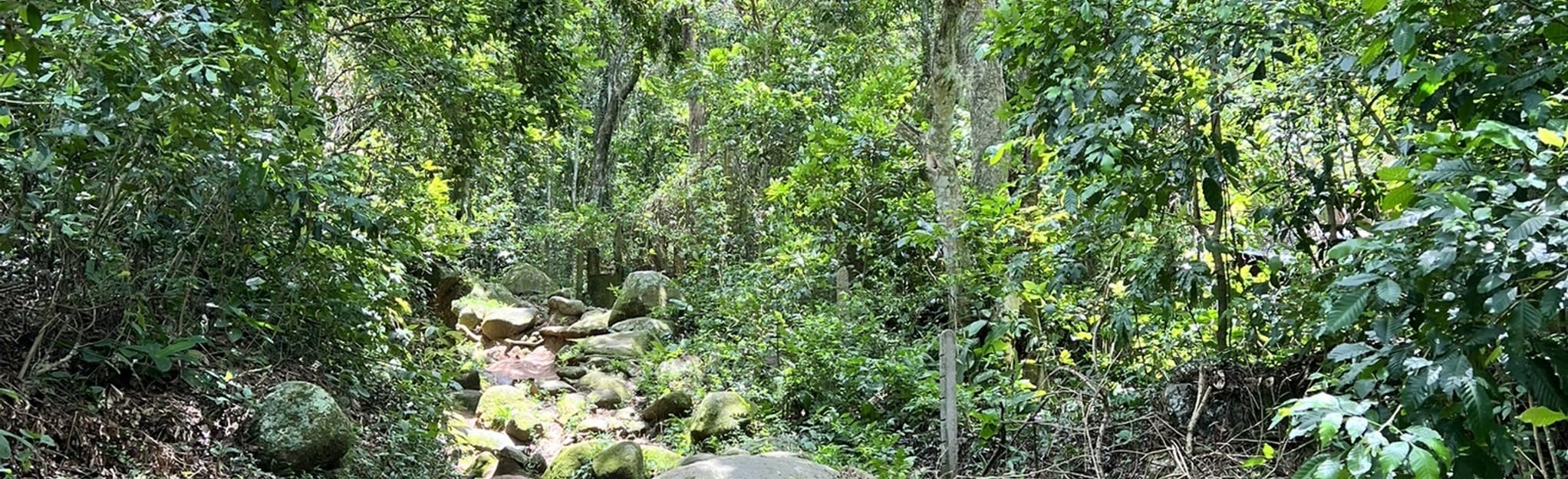 Caminho da Costa da Lagoa Canto dos Araçás 75 fotos Santa Catarina, Brasil AllTrails