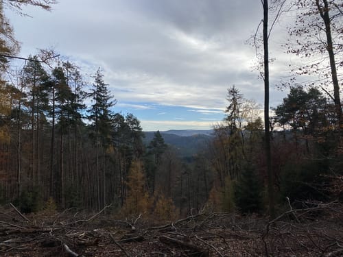 Leininger Klosterweg (Premiumwanderweg)