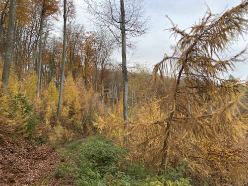 Leininger Klosterweg (Premiumwanderweg)