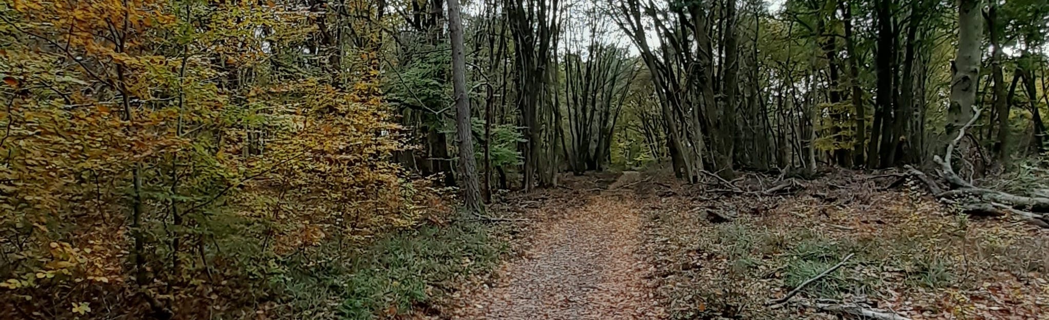 Cycling Route in the Fontainebleau Forest 4 Reviews, Map Seineet