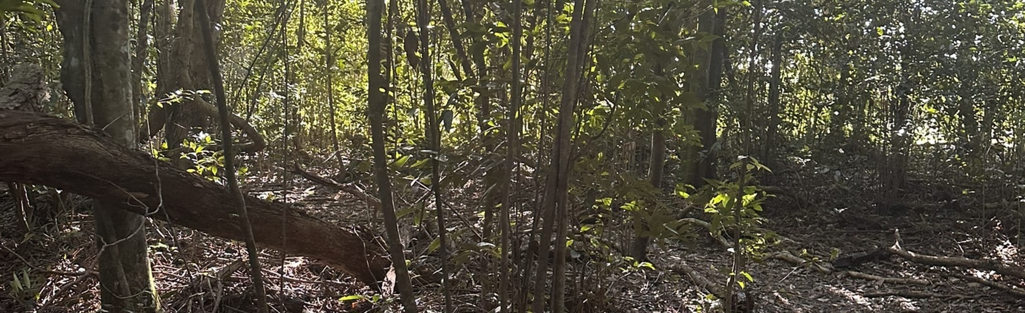 Castellow Hammock Preserve and Nature Center Foot Trail 65 Photos