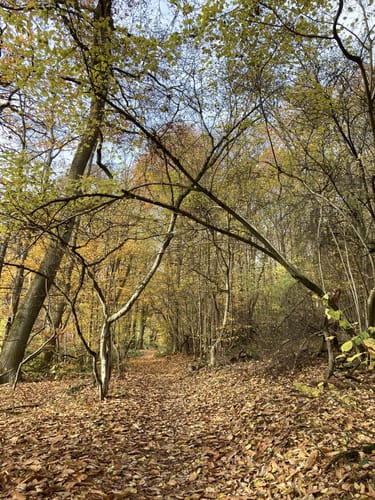 Bad Soden am Taunus Runde