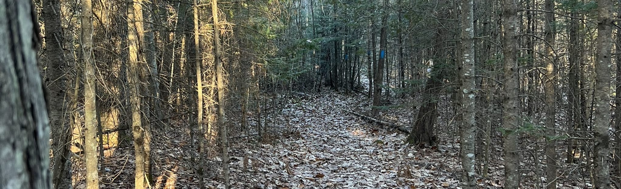 Yankee Woodlot Inner and Outer Trail Loop, Maine 8 Reviews, Map