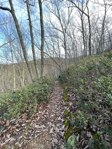 are dogs allowed on blue ridge parkway trails