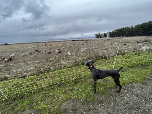 are dogs allowed at point pinole ca