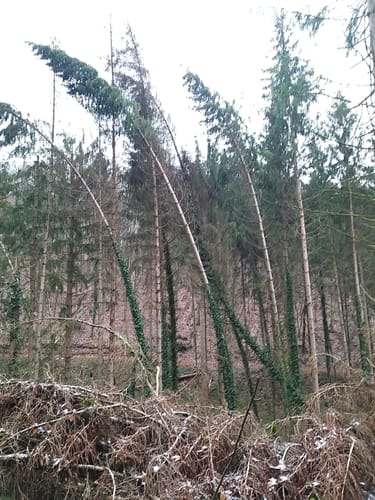 Waldschluchtenweg (Traumpfad)
