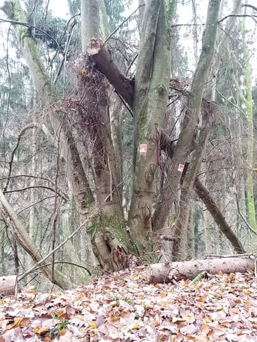 Waldschluchtenweg (Traumpfad)