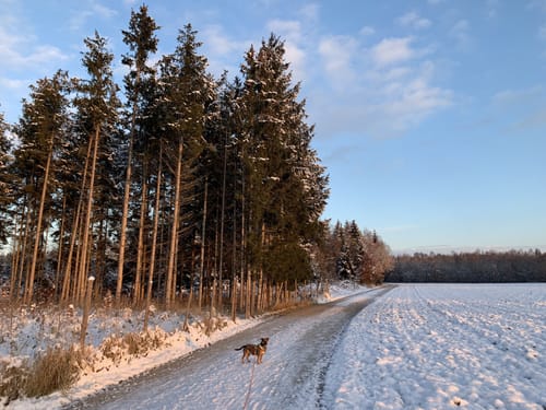 Kreuzlinger Forst 5km von Germering