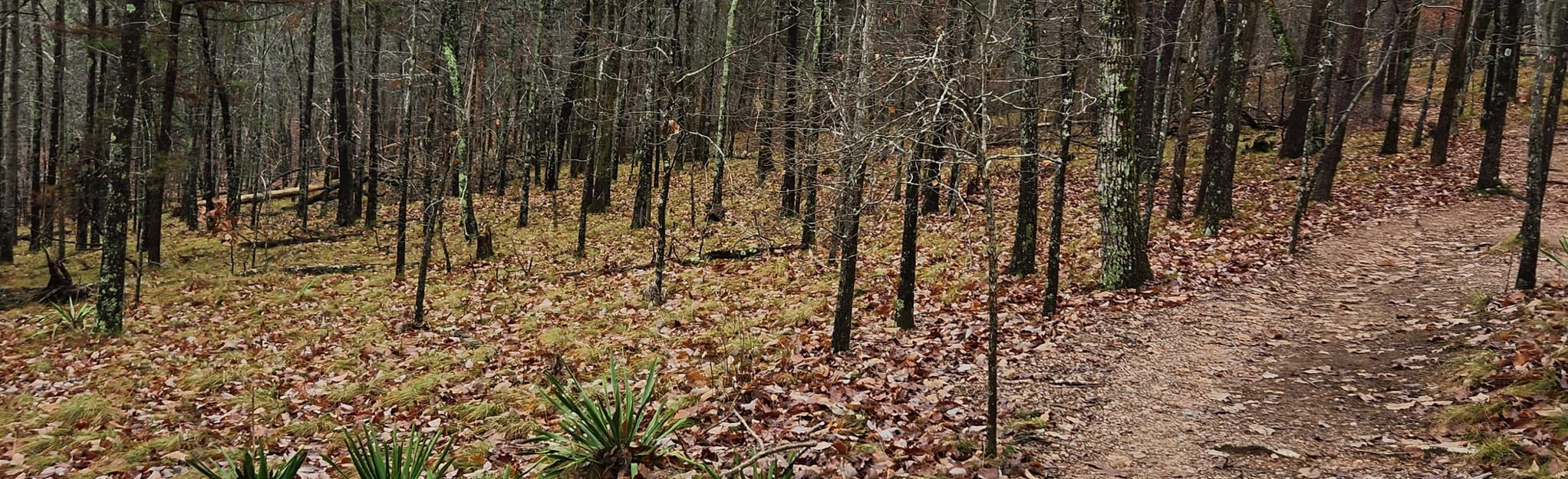 Sawnee Mountain West Short Loop 485 Reviews, Map AllTrails