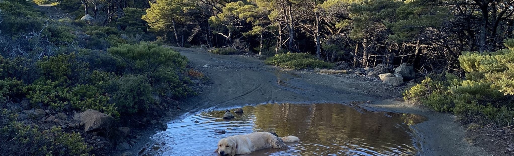 Willis Evans, San Geronimo Ridge, and East Sylvestris Fire Road Loop