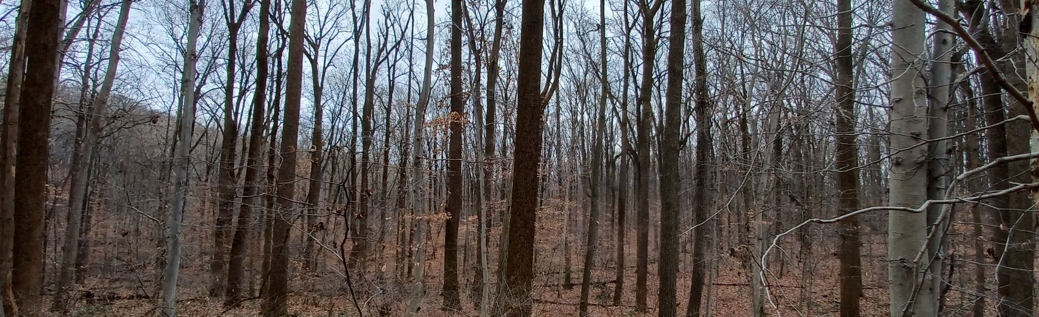 Iron Hill Park Bootlegger Trail Loop 183 Reviews, Map Delaware