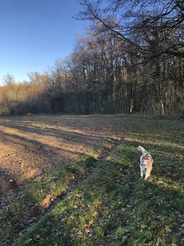 2023 Best Forest Trails in Sainpuits AllTrails