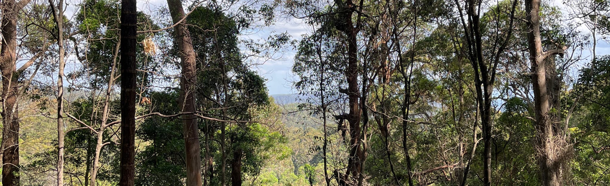 Forestry Road to Light Line Road Bush Camp: 11 Reviews, Map ...