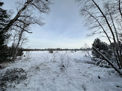 Hochmoor Kaltenbronn