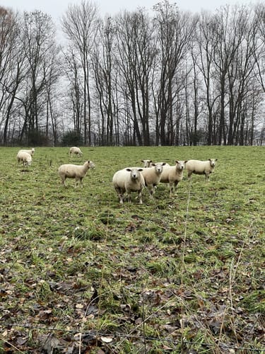 Wisseler Dünen