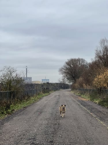 Wisseler Dünen