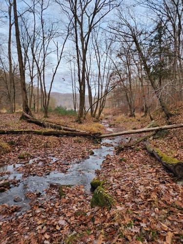 Best trails allegheny national forest best sale