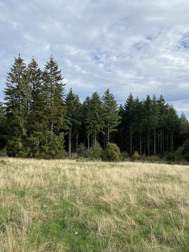 Arfter Traumrunde