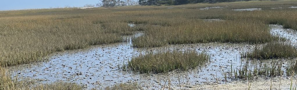 are dogs allowed at edisto state park