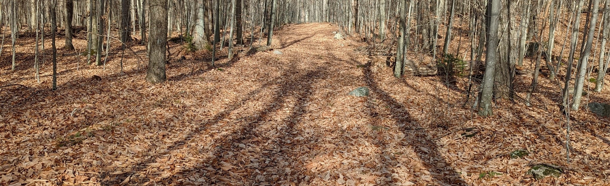 Warm Brook Loop, New York 52 Reviews, Map AllTrails