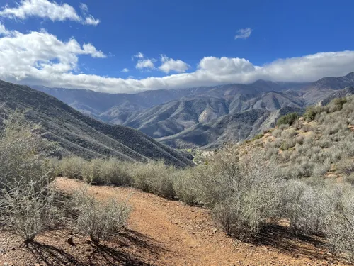 se permiten perros en el bosque nacional de secuoyas