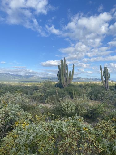 BCS alberga el único parque natural de cactáceas en México - El  Sudcaliforniano