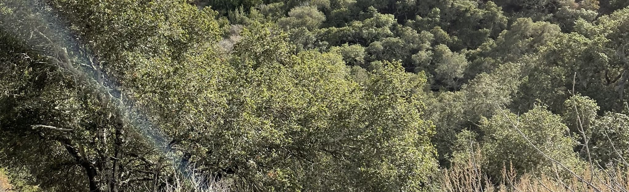 Lake Road and John Brooks Trail Loop 550 Reviews, Map California AllTrails