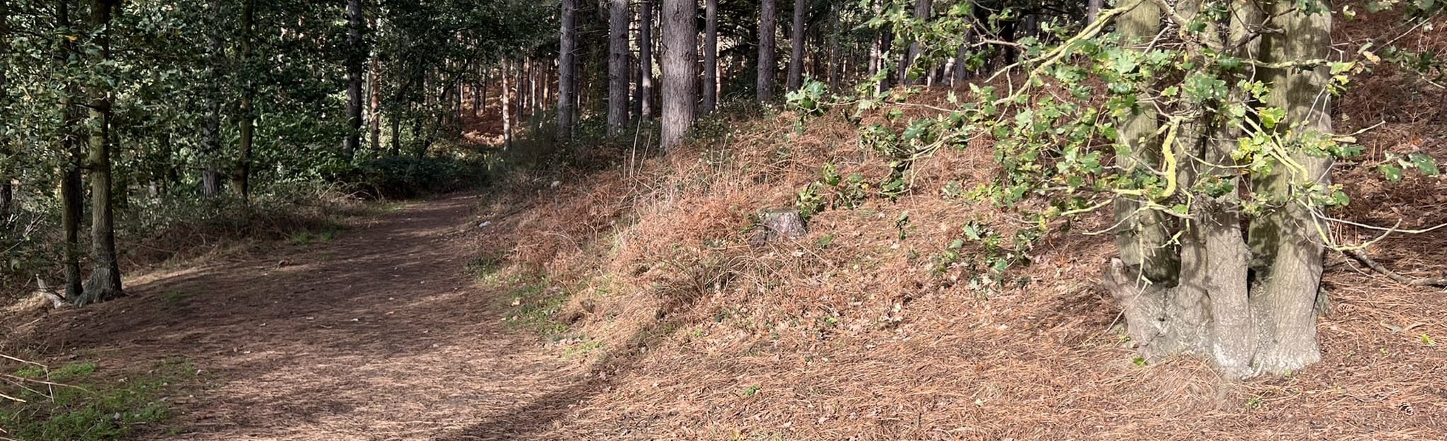 Rowney Wood CIrcular 91 Fotos Bedfordshire, England Wandern