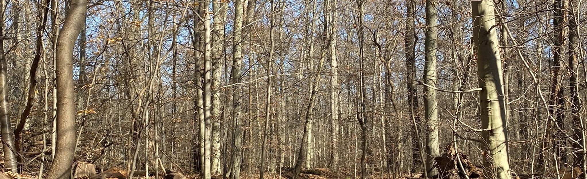 Hopewell Fire Tower via Boone Trail | Map, Guide - Pennsylvania | AllTrails