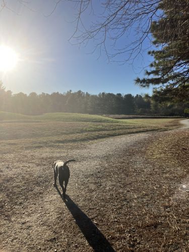 are dogs allowed at flat rock park