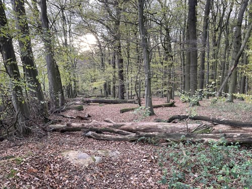 Rund um das NSG Rieseberg