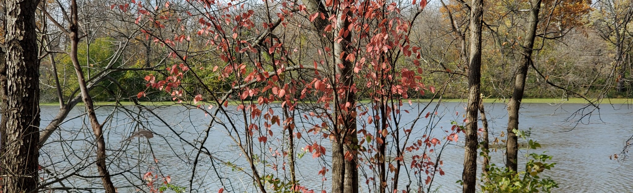 McKinley Woods Loop 298 Photos Illinois Randonnée AllTrails