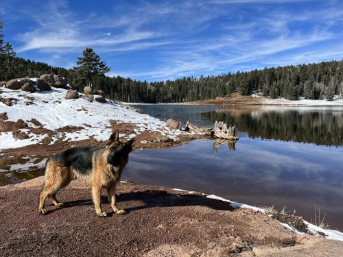 are dogs allowed at lake pedro