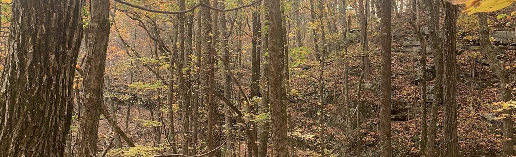 Alum Hollow Trail to Ranger Trail 53 Reviews, Map Alabama AllTrails