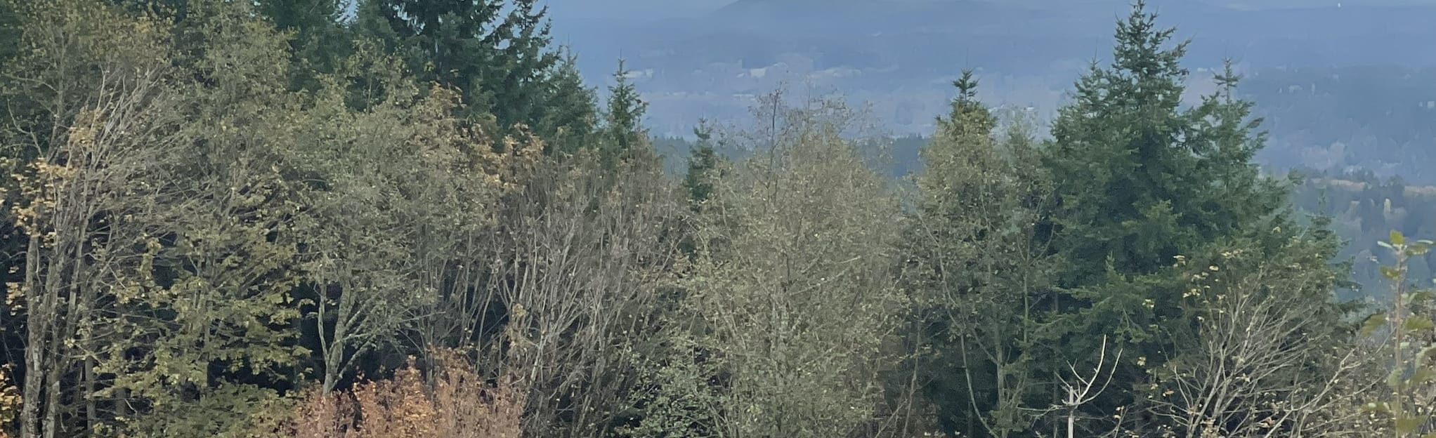Chirico Trail To Cable Line, Washington - 22 Reviews, Map | AllTrails
