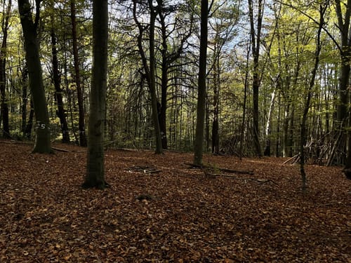 Trailrunning um Godesberg