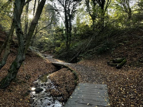 Trailrunning um Godesberg