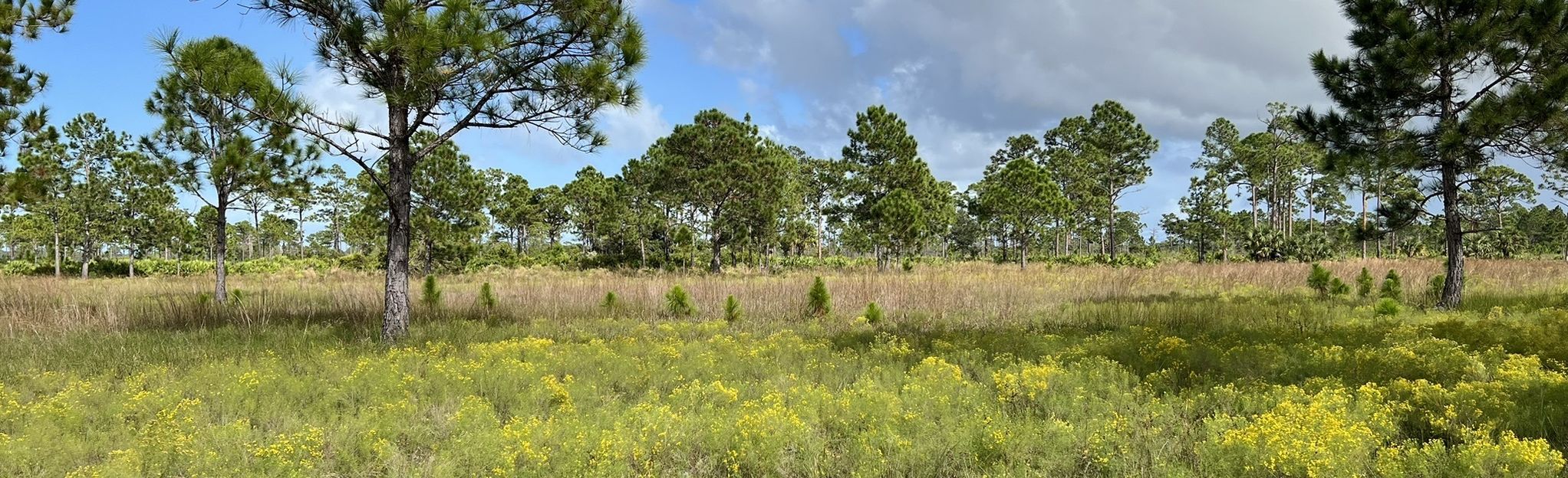 Saint Sebastian River Preserve Interpretive Trail Florida AllTrails