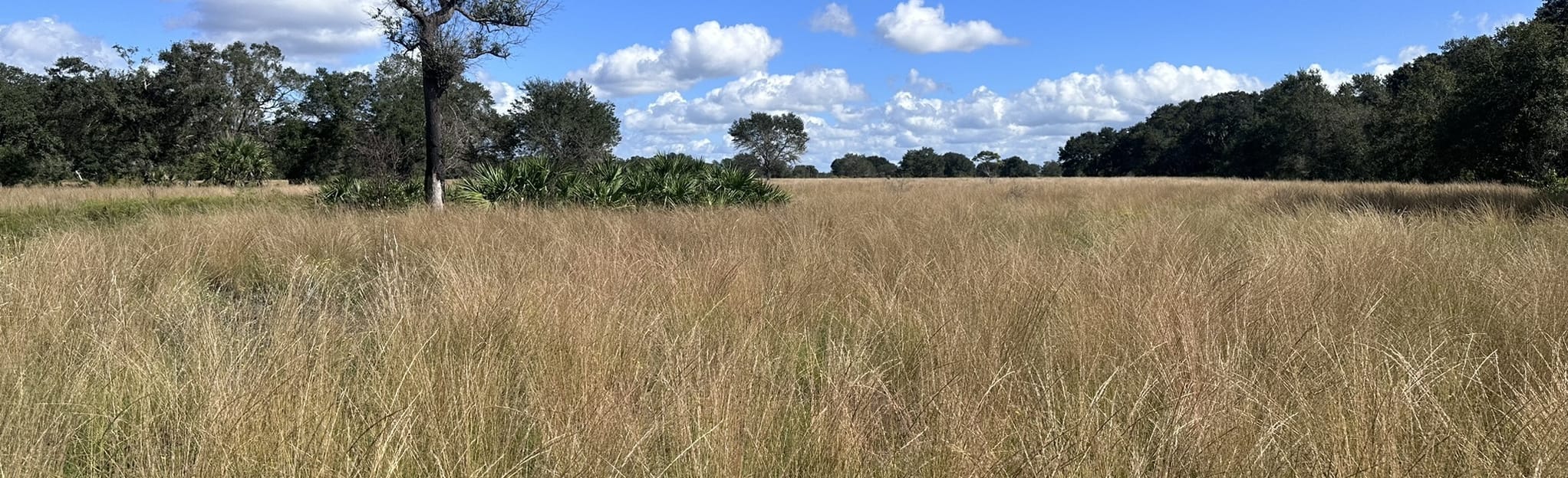 Sunset Ranch Loop Trail, Florida 28 Reviews, Map AllTrails