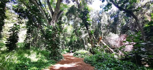 Honolua Jungle, The jungle on the pathway to Honolua Bay, mikebelgard@sbcglobal.net