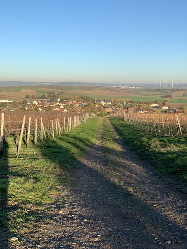 Rundwanderweg Frei-Laubersheim 22