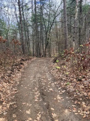 Best Hikes and Trails in Northumberland County Forest | AllTrails